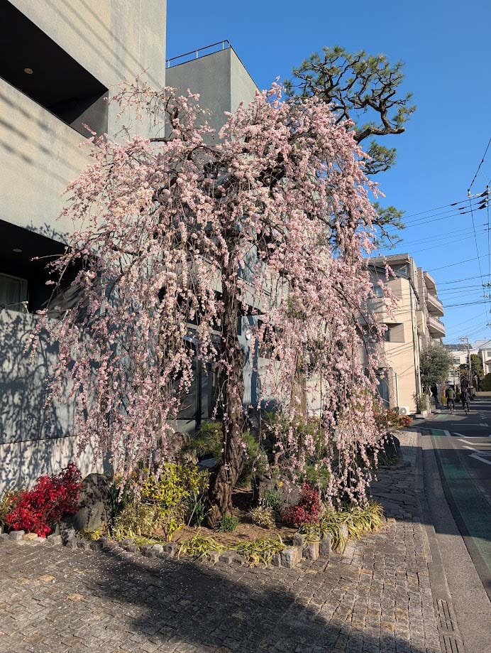 Bamboo House exterior with weeping cherry blossom tree