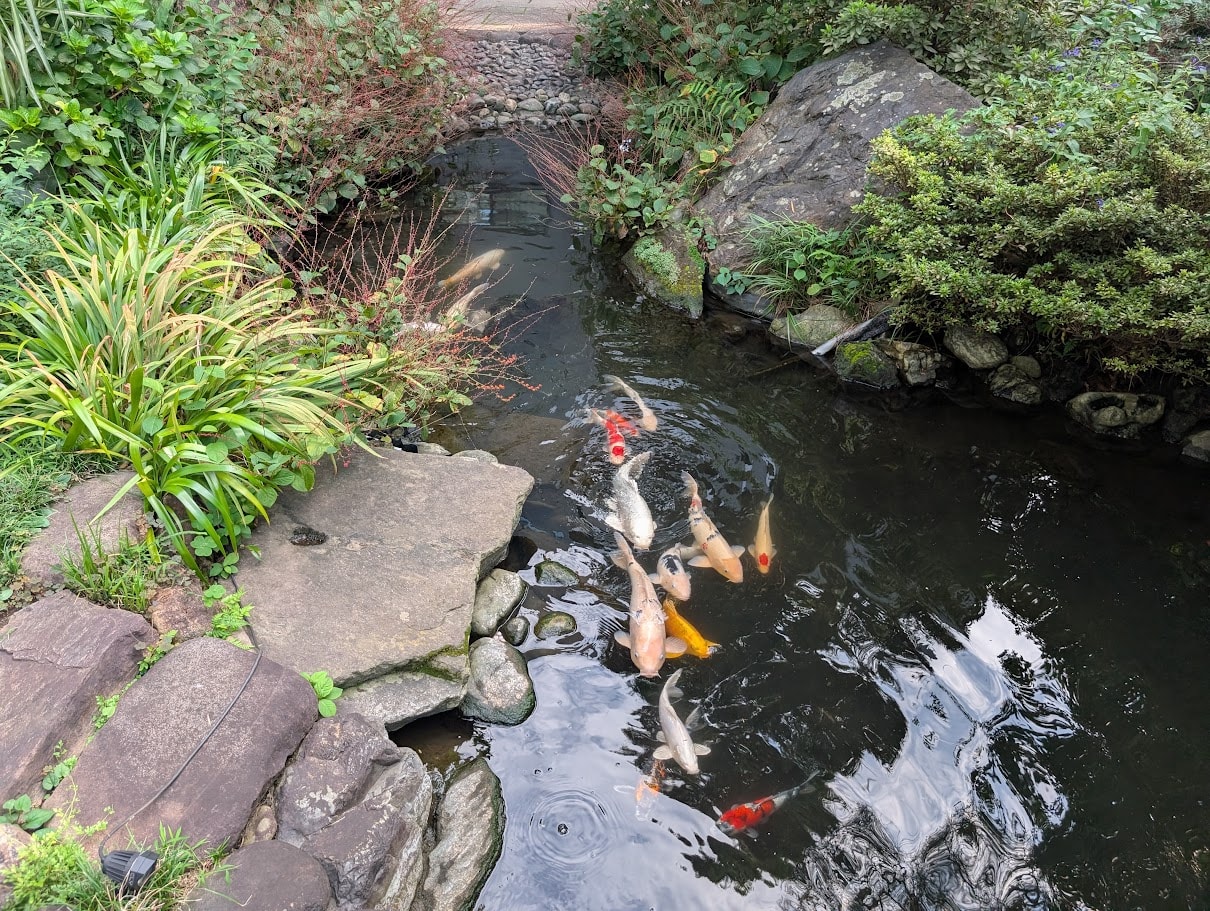 Colourful koi fish swimming in the garden pond