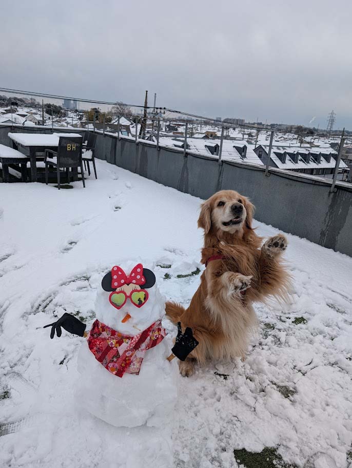 Rooftop in winter snow with golden retriever and snowman